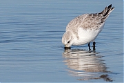 Filename=Drieteenstrandloper-20170214g1280YSXX7083a.jpg
Filesize=712KiB
Dimensions=1280x960
Date added=Feb 15, 2017 Drieteenstrandloper-20170214g1280YSXX7083a.jpg