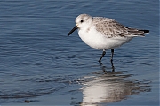 Filename=Drieteenstrandloper-20170214g1280YSXX7084a.jpg
Filesize=728KiB
Dimensions=1280x960
Date added=Feb 15, 2017 Drieteenstrandloper-20170214g1280YSXX7084a.jpg