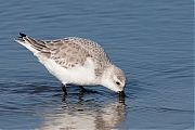 Filename=Drieteenstrandloper-20170214g1280YSXX7085a.jpg
Filesize=811KiB
Dimensions=1280x960
Date added=Feb 15, 2017 Drieteenstrandloper-20170214g1280YSXX7085a.jpg