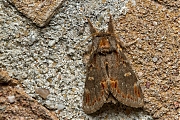 Filename=Dromedaris-20150716g1280_MG_1282a.jpg
Filesize=1252KiB
Dimensions=1280x960
Date added=Jul 19, 2015 Dromedaris-20150716g1280_MG_1282a.jpg