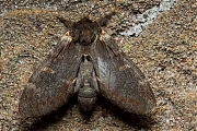 Dromedaris-Notodonta-dromedarius-20140425g800IMG_3003a.jpg