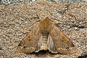 Dubbelstipvoorjaarsuil-Perigrapha-munda-20150313g1280-IMG_8626a.jpg