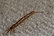 Filename=Duizendpoot-Chilopoda_spec__20130428g800IMG_4676a.jpg
Filesize=515KiB
Dimensions=800x600
Date added=Jun 03, 2013 Duizendpoot-Chilopoda_spec__20130428g800IMG_4676a.jpg