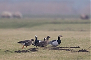 Dwerggans-20170201g12807X1A6166a.jpg