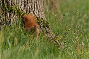 Eekhoorn-20140425g8007X1A0929a.jpg