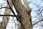 Filename=Eekhoorn-20230414g14401A1A2070bcrfb-Halsche-Beemdem.jpg
Filesize=822KiB
Dimensions=1280x960
Date added=Apr 28, 2023 Eekhoorn-20230414g14401A1A2070bcrfb-Halsche-Beemdem.jpg