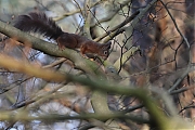 Filename=Eekhoorn-20240308g14401A1A9644atcrfb-Oude-Buisse-Heide.jpg
Filesize=738KiB
Dimensions=1280x960
Date added=Apr 08, 2024 Eekhoorn-20240308g14401A1A9644atcrfb-Oude-Buisse-Heide.jpg