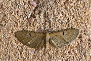 Egale-dwergspanner-Eupithecia-absinthiata-20150523g1280IMG_9377a.jpg