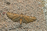 Egale-dwergspanner-Eupithecia-absinthiata-20150704g1280IMG_0979a.jpg