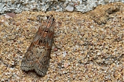 Filename=Eikenlichtmot_Phycita_roborella-20140628g1024IMG_5443a.jpg
Filesize=718KiB
Dimensions=1024x768
Date added=Jul 02, 2014 Eikenlichtmot_Phycita_roborella-20140628g1024IMG_5443a.jpg