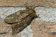 Eikentandvlinder-Peridea-anceps-20140423g800IMG_2976a.jpg