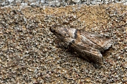 Filename=Eikentopspinselmot-Acrobasis-consociella-20140628g1024IMG_5480a.jpg
Filesize=702KiB
Dimensions=1024x768
Date added=Jul 02, 2014 Eikentopspinselmot-Acrobasis-consociella-20140628g1024IMG_5480a.jpg