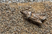 Eikentopspinselmot-Acrobasis-consociella-20140628g1024IMG_5480a.jpg