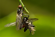 Empididae-20130527g800IMG_5982a.jpg