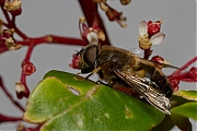 Eristalis-20130515g800IMG_5390a.jpg