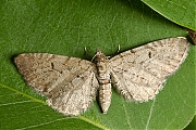 Eupithecia-20130627g800IMG_6870a.jpg