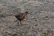 Filename=Fazant-20150410g12807X1A3478a.jpg
Filesize=1134KiB
Dimensions=1280x960
Date added=Apr 11, 2015 Fazant-20150410g12807X1A3478a.jpg