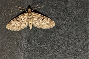 Fijnspardwergspanner-Eupithecia-tantillaria-20140425g800IMG_3020a.jpg