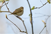 Filename=Fitis-20150416g12807X1A3595a.jpg
Filesize=573KiB
Dimensions=1280x960
Date added=Apr 16, 2015 Fitis-20150416g12807X1A3595a.jpg