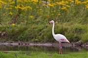Flamingo-20120721g800IMG_7575b.jpg