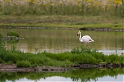 Flamingo-20120721g800IMG_7578a.jpg