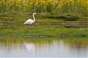 Flamingo-20120721g800IMG_7591a.jpg