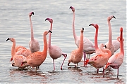 Flamingo-20190118g1440aYSXX3924.jpg