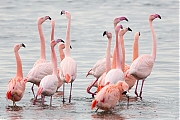 Flamingo-20190118g1440aYSXX3928.jpg