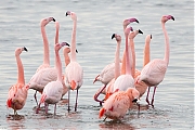 Filename=Flamingo-20190118g1440aYSXX3928.jpg
Filesize=786KiB
Dimensions=1280x960
Date added=Jan 19, 2019 Flamingo-20190118g1440aYSXX3928.jpg