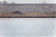 Filename=Flamingo-20190118g1440aYSXX4038.jpg
Filesize=610KiB
Dimensions=1280x853
Date added=Jan 19, 2019 Flamingo-20190118g1440aYSXX4038.jpg