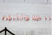 Filename=Flamingo-20190118g1440bYSXX3905.jpg
Filesize=622KiB
Dimensions=1280x960
Date added=Jan 19, 2019 Flamingo-20190118g1440bYSXX3905.jpg
