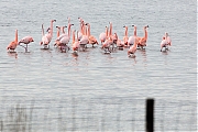 Flamingo-20190118g1440bYSXX3915.jpg