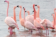 Flamingo-20190118g1440bYSXX3949.jpg