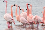 Filename=Flamingo-20190118g1440bYSXX3949.jpg
Filesize=833KiB
Dimensions=1280x960
Date added=Jan 19, 2019 Flamingo-20190118g1440bYSXX3949.jpg