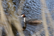 Filename=Fuut-20220314g14401A1A8610a-Meerseldreef.jpg
Filesize=721KiB
Dimensions=1280x960
Date added=Mar 29, 2022 Fuut-20220314g14401A1A8610a-Meerseldreef.jpg