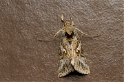 Filename=Gamma-uil-20150621g1280_MG_0370a.jpg
Filesize=1004KiB
Dimensions=1280x960
Date added=Jul 09, 2015 Gamma-uil-20150621g1280_MG_0370a.jpg