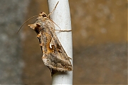 Filename=Gamma-uil-20150718g1280_MG_1317a.jpg
Filesize=674KiB
Dimensions=1280x960
Date added=Jul 19, 2015 Gamma-uil-20150718g1280_MG_1317a.jpg