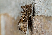 Filename=Gamma-uil-Autographa-gamma-20140902g1024IMG_6457c.jpg
Filesize=499KiB
Dimensions=1024x768
Date added=Sep 09, 2014 Gamma-uil-Autographa-gamma-20140902g1024IMG_6457c.jpg