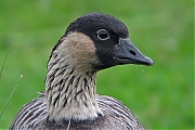 Gans-20080706_a64030x_223a.jpg