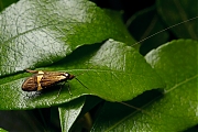 Geelbandlangsprietmot-20150601g1280IMG_9479a.jpg