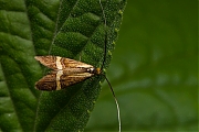 Filename=Geelbandlangsprietmot-Nemophora-degeerella-20140607g800IMG_4489a.jpg
Filesize=323KiB
Dimensions=800x600
Date added=Jun 09, 2014 Geelbandlangsprietmot-Nemophora-degeerella-20140607g800IMG_4489a.jpg