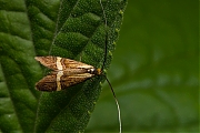 Geelbandlangsprietmot-Nemophora-degeerella-20140607g800IMG_4489a.jpg