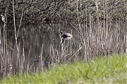 Filename=Geelbuikwaterschildpad-20210417g14401A1A2239acrfb-De-Matjens.jpg
Filesize=919KiB
Dimensions=1280x960
Date added=Apr 19, 2021 Geelbuikwaterschildpad-20210417g14401A1A2239acrfb-De-Matjens.jpg