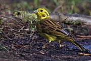 Geelgors-20110102P1160518a300~0.jpg
