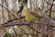 Geelgors-20120212g800IMG_2216a.jpg