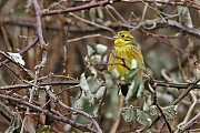 Geelgors-20120212g800IMG_2234a.jpg