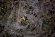 Filename=Geelgors-20160207g12807X1A3805c.jpg
Filesize=611KiB
Dimensions=1280x960
Date added=Feb 07, 2016 Geelgors-20160207g12807X1A3805c.jpg
