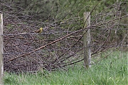 Filename=Geelgors-20230429g14401A1A3185acrfb-Broskens.jpg
Filesize=1217KiB
Dimensions=1280x960
Date added=May 16, 2023 Geelgors-20230429g14401A1A3185acrfb-Broskens.jpg
