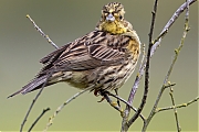 Filename=Geelgors-20240620g14401A1A1014btcrfb-Regte-Heide.jpg
Filesize=773KiB
Dimensions=1280x960
Date added=Jun 30, 2024 Geelgors-20240620g14401A1A1014btcrfb-Regte-Heide.jpg