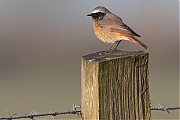 Filename=Gekraagde-roodstaart-20150423g12807X1A3701b.jpg
Filesize=835KiB
Dimensions=1280x960
Date added=Apr 24, 2015 Gekraagde-roodstaart-20150423g12807X1A3701b.jpg